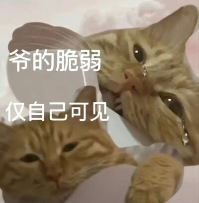 猫猫表情包