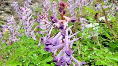 春满庐陵：紫堇花开