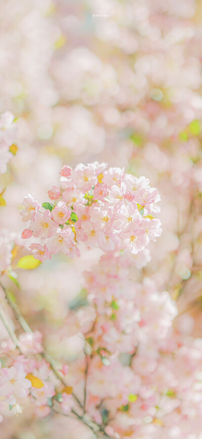 海棠是一树满溢的春天✨ ​​​
