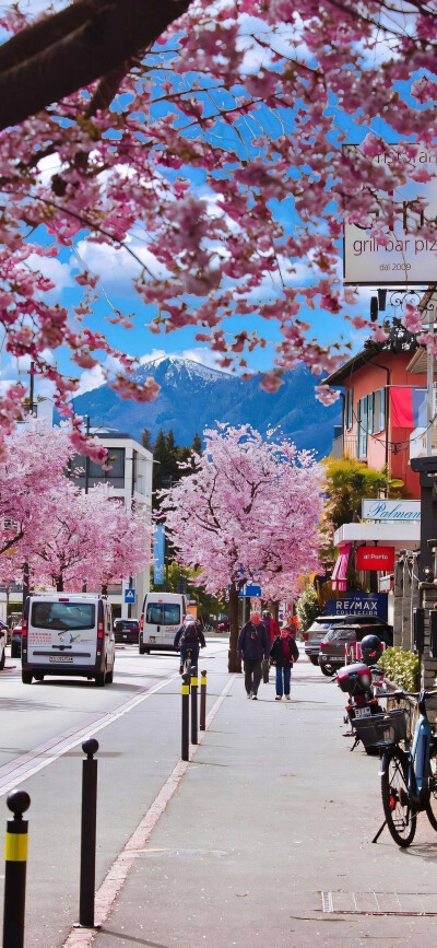 spring～春日樱花壁纸背景