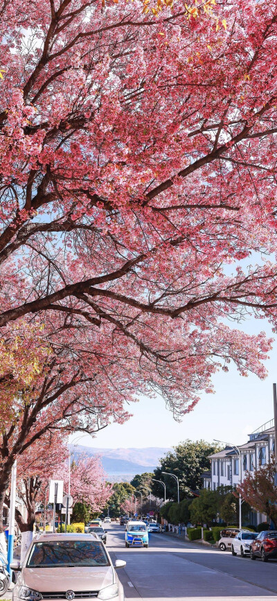 spring～春日樱花壁纸背景