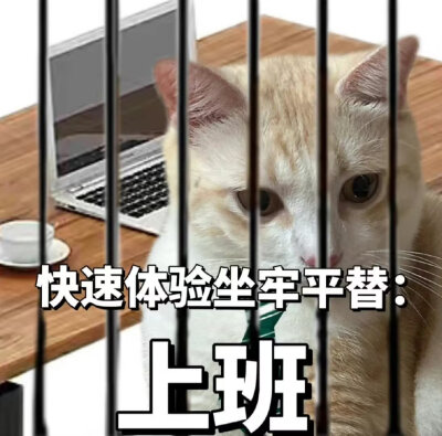 猫猫