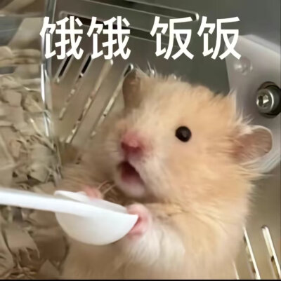 鼠鼠我啊