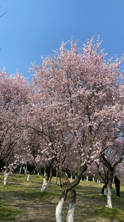 春日美景～花