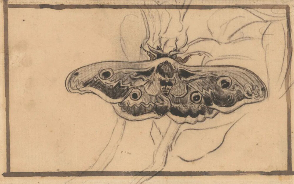 Giant Peacock Moth,May 1889,Chalk, pen and brush and ink, on paper,16.3x24.2cm