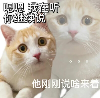 猫猫