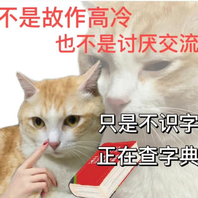 猫猫