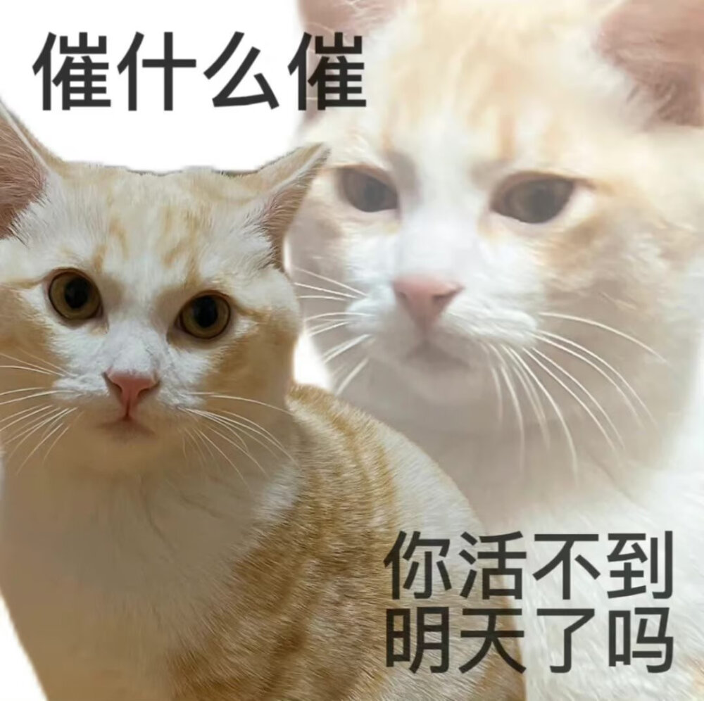 猫猫