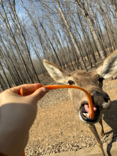 动物吃