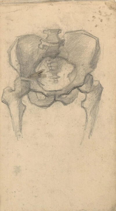 Pelvis of a Skeleton,March-June 1886,pencil on paper,10.9x19.8cm