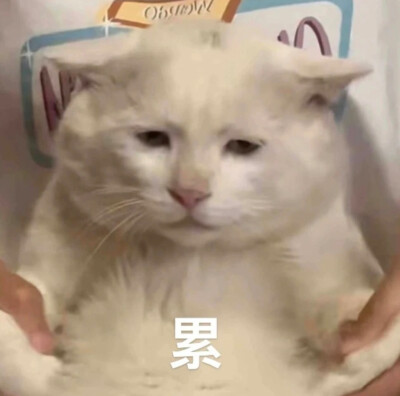 猫咪表情包