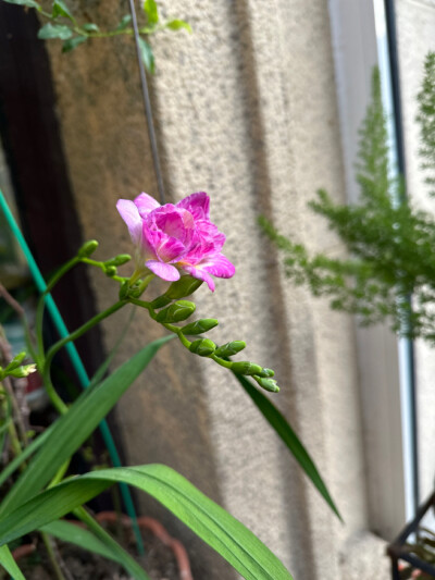 银莲花超微月季和香香的小苍兰