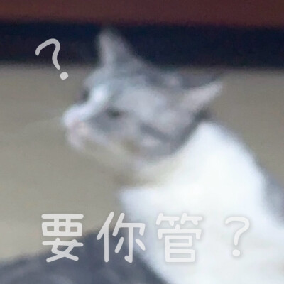 沙雕猫咪表情包