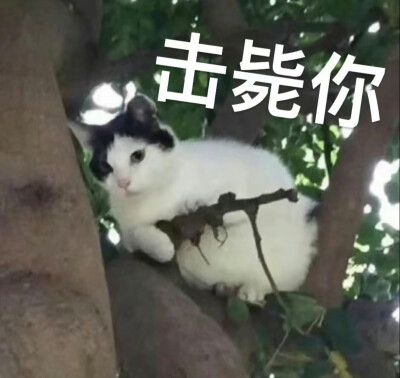 猫咪表情包