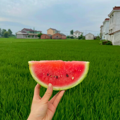 夏日背景图║西瓜