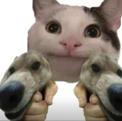 猫咪表情包