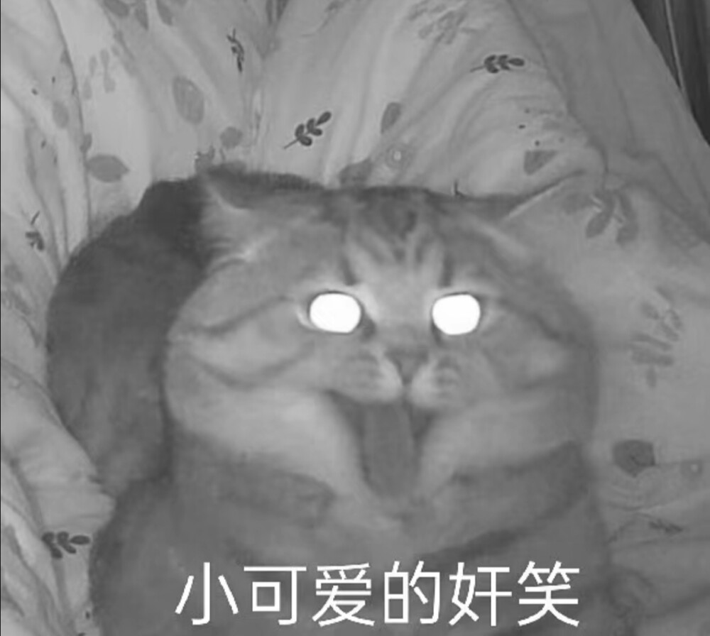 猫咪表情包