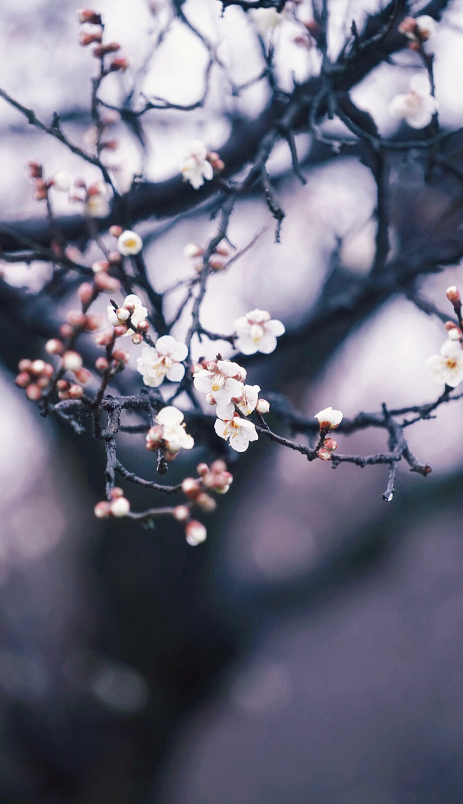 软衬飞花，远连流水，一望隔香尘。 