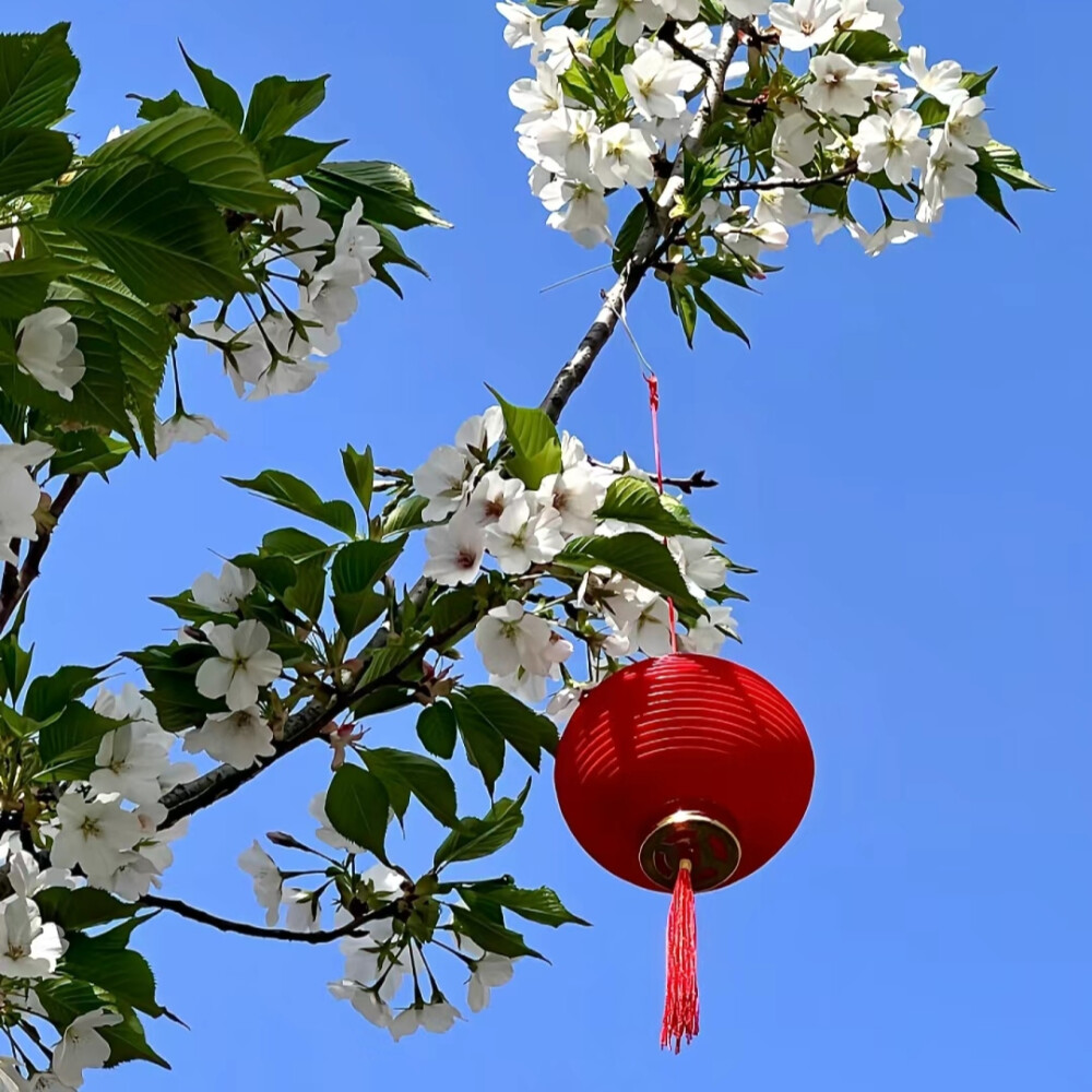 花朵背景图