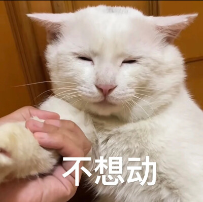 猫咪表情包