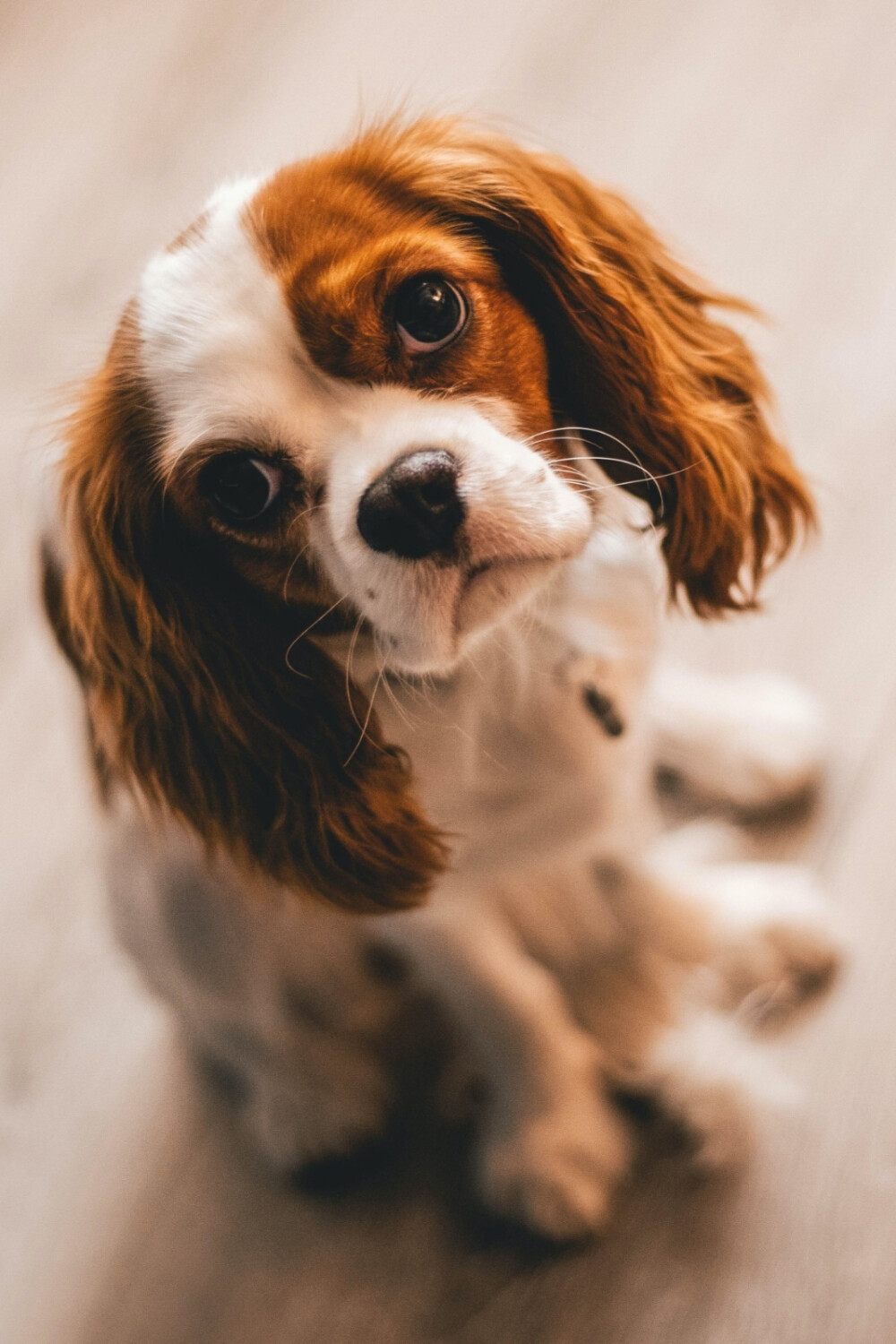 狗狗壁纸头像