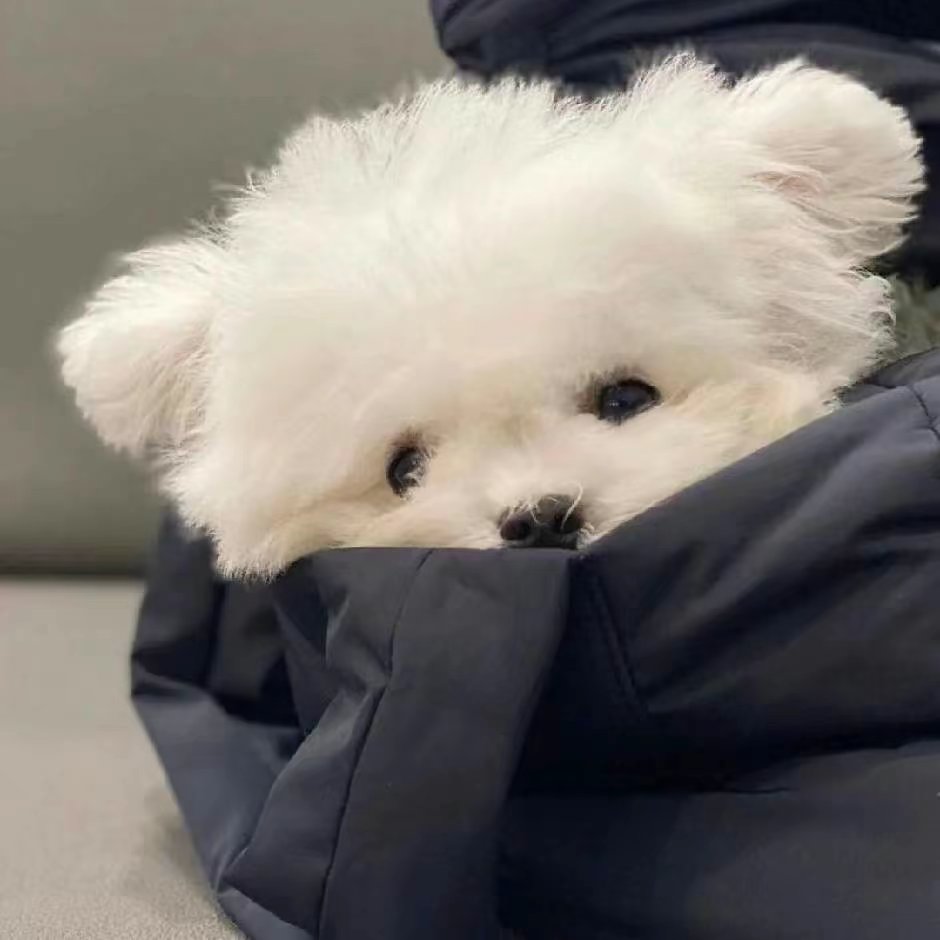 可爱猫狗头像