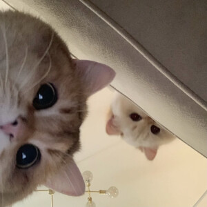 (=^-ω-^=)