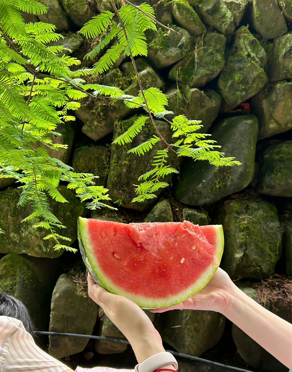 夏日背景图║户外露营