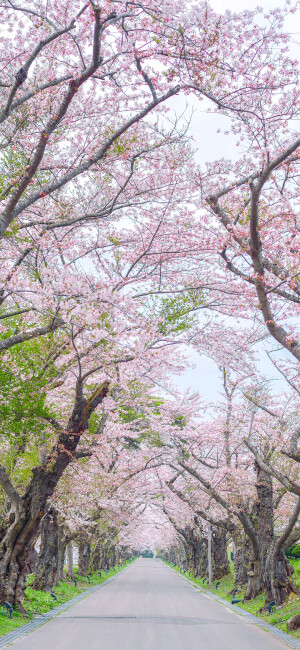 春日 锁屏壁纸