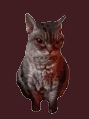 猫meme动图