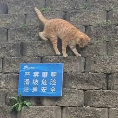 明知故犯梗图动物