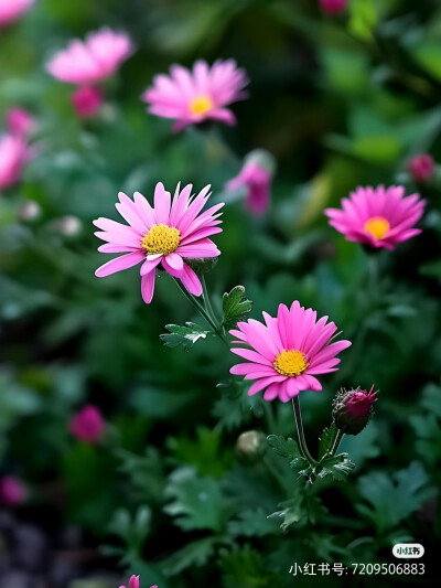 花草
