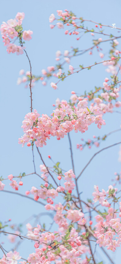 垂丝海棠花祈愿风铃响​​​