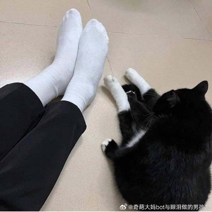 跟主人穿同款袜子的奶牛猫