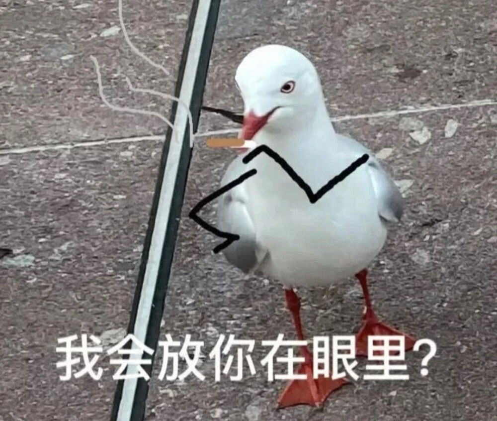 表情包丨鸽子