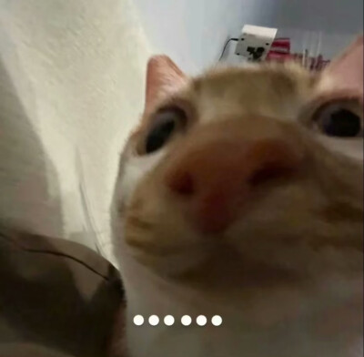 有病猫猫头表情包