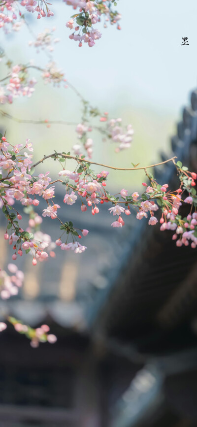 垂丝海棠花祈愿风铃响​​​