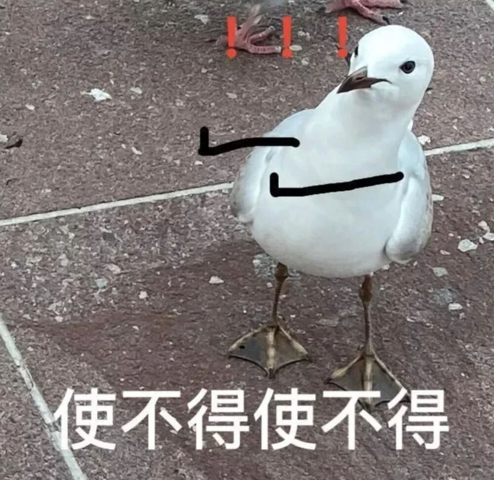 表情包丨鸽子