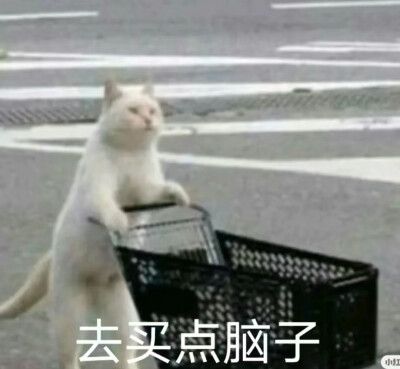 #猫咪表情包#去买点脑子#