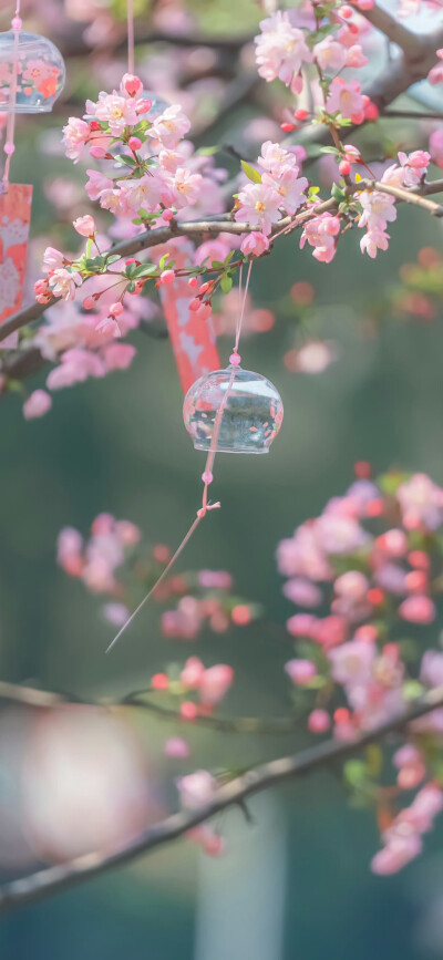 垂丝海棠花祈愿风铃响​​​