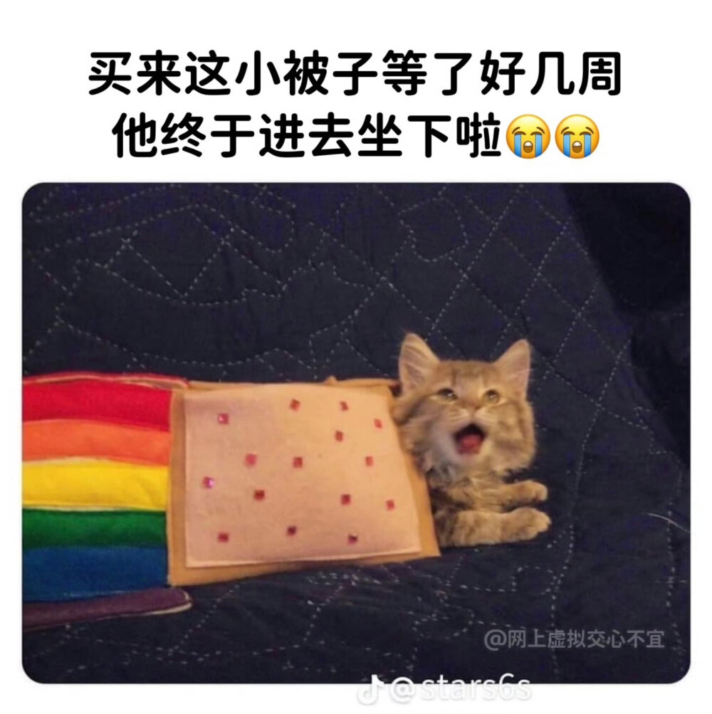 猫咪头