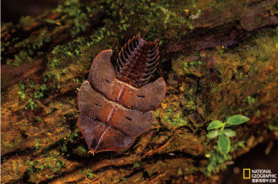 《三叶虫红萤》
三叶虫红萤可以“青春永驻”，整个成虫期都保持着幼虫的形态，这可能是为了节省能量，用于繁殖。摄影：Tim Laman