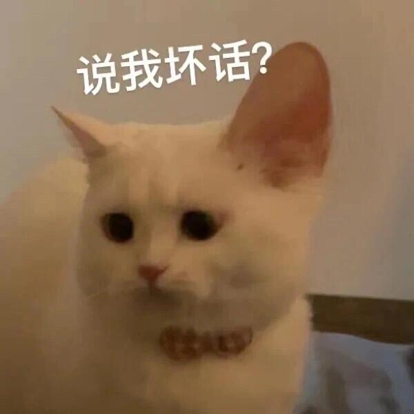 你很胖 才不是毛茸茸