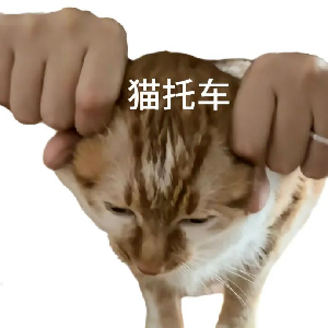 猫猫表情包