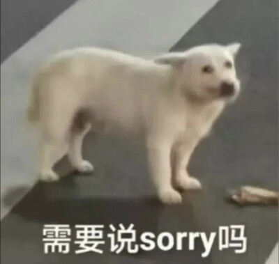 需要说sorry吗，表情包