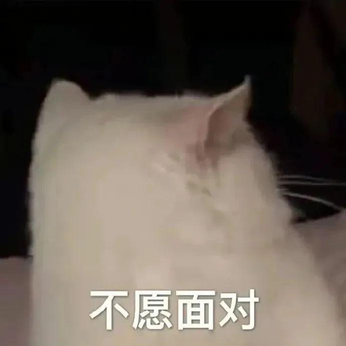 猫猫表情包