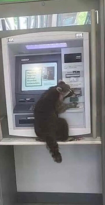 浣熊偷ATM