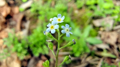 小花也可爱：“附地菜”欣赏