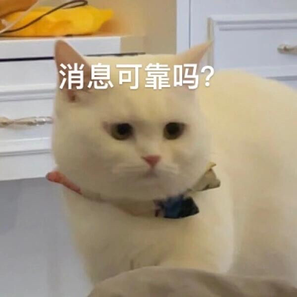 你很胖 才不是毛茸茸