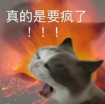 猫猫表情包